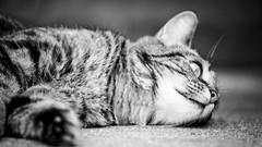Cats Animals monochrome