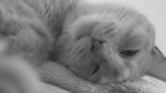 Cats Animals monochrome
