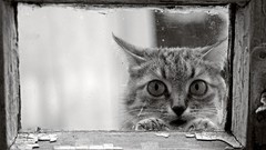 Cats Animals monochrome