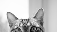 Cats Animals monochrome