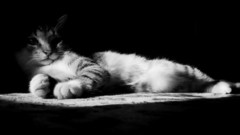 Cats Animals monochrome