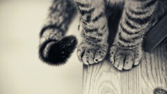 cats Animals monochrome