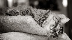 Cats Animals monochrome Kittens