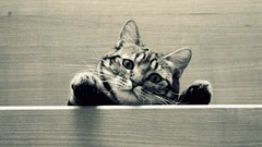 Cats Animals monochrome Kittens