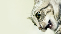 Cats Animals mouth Simple