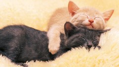 Cats Animals orange sleeping