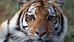 Cats Animals orange Tigers