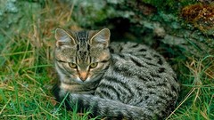 Cats Animals outdoors