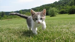 cats Animals outdoors grass Kittens