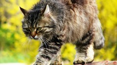 Cats Animals outdoors green