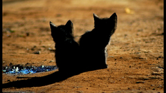 Cats Animals outdoors Kittens