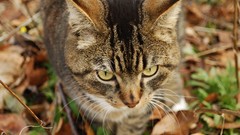 Cats Animals outdoors yellow