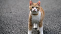Cats Animals pavement pets