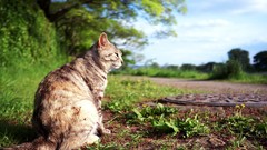 Cats Animals Plants depth