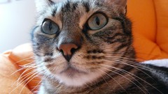 Cats Animals Portugal