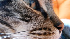 Cats Animals Portugal