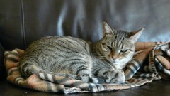 Cats Animals Portugal