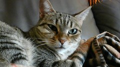 Cats Animals Portugal