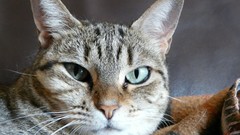 Cats Animals Portugal