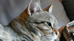 Cats Animals Portugal