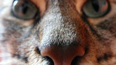 Cats Animals Portugal