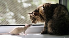 Cats Animals Rats albino