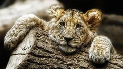 Cats Animals relaxing