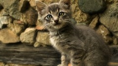 Cats Animals rocks grey