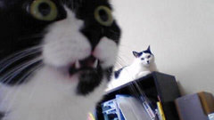 Cats Animals shocked