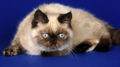 Cats Animals siamese