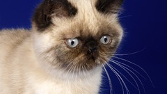 Cats Animals siamese