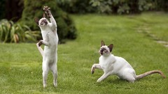 Cats Animals siamese