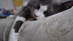 Cats Animals sleeping