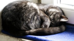 Cats Animals sleeping