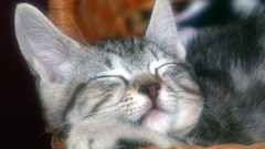 Cats Animals sleeping