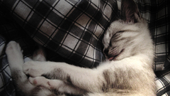 Cats Animals sleeping