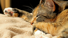 Cats Animals sleeping blanket