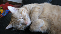 Cats Animals sleeping feline