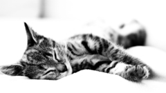 Cats Animals sleeping greyscale
