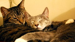 Cats Animals sleeping hugging