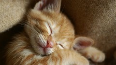 Cats Animals sleeping Kittens