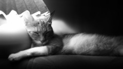 Cats Animals sleeping monochrome