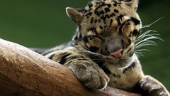 Cats Animals smiling