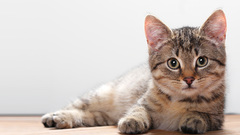 Cats Animals stare green