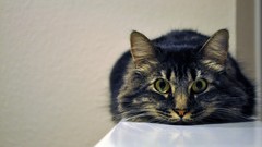 Cats Animals stare transeunt