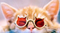 Cats Animals sunglasses
