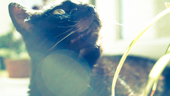 cats Animals sunlight Mammals