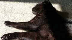 Cats Animals sunlight sleeping