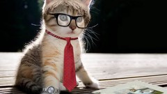 Cats Animals tie glasses