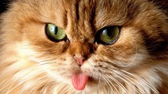 Cats Animals tongue
